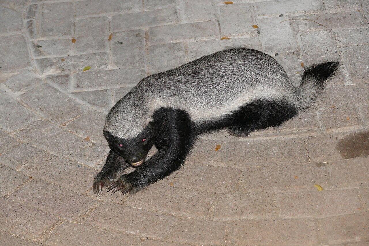 A honey badger, *Mellivora capensis*, photographed at night.
