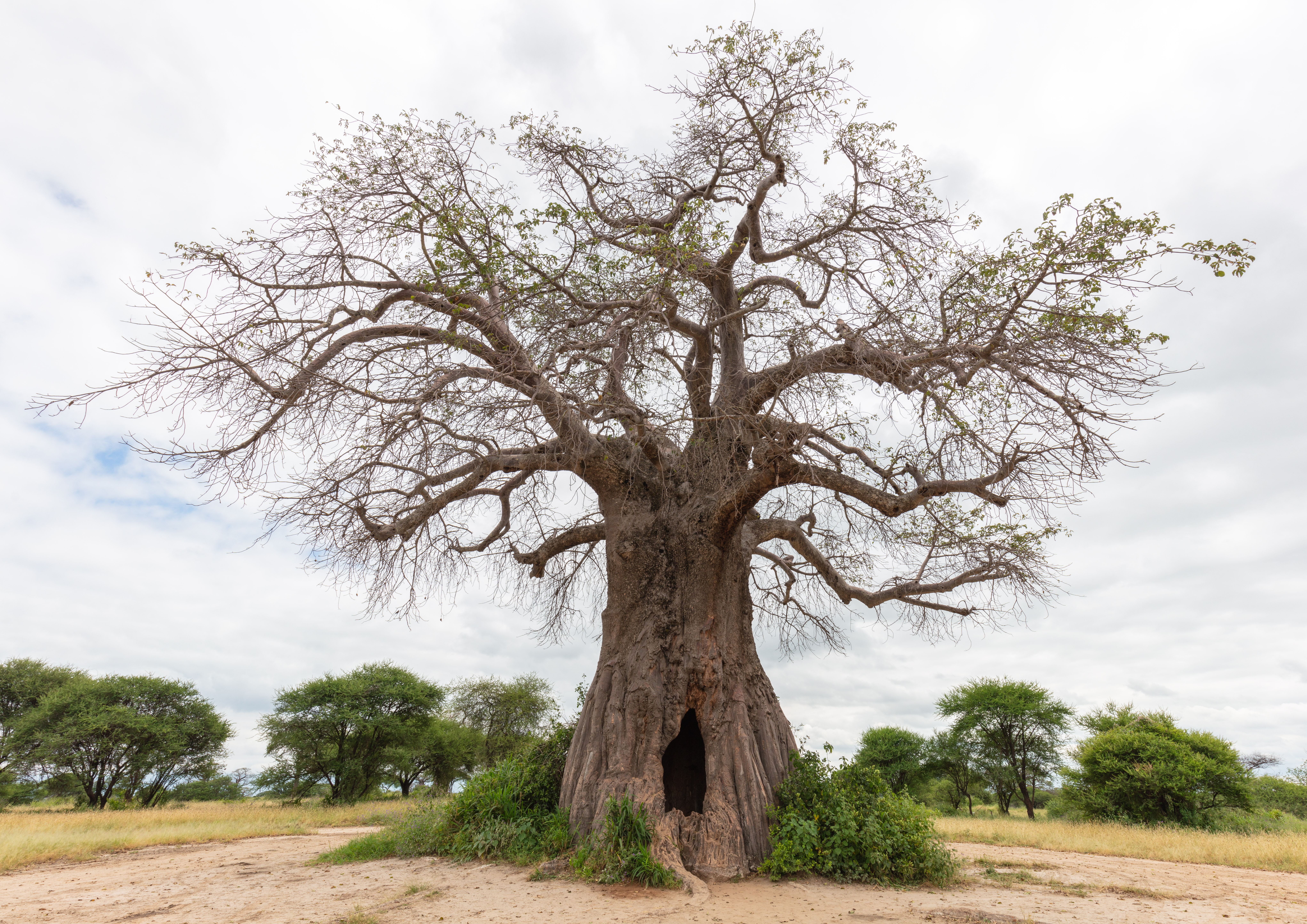 *Adansonia digitata*: baobab.