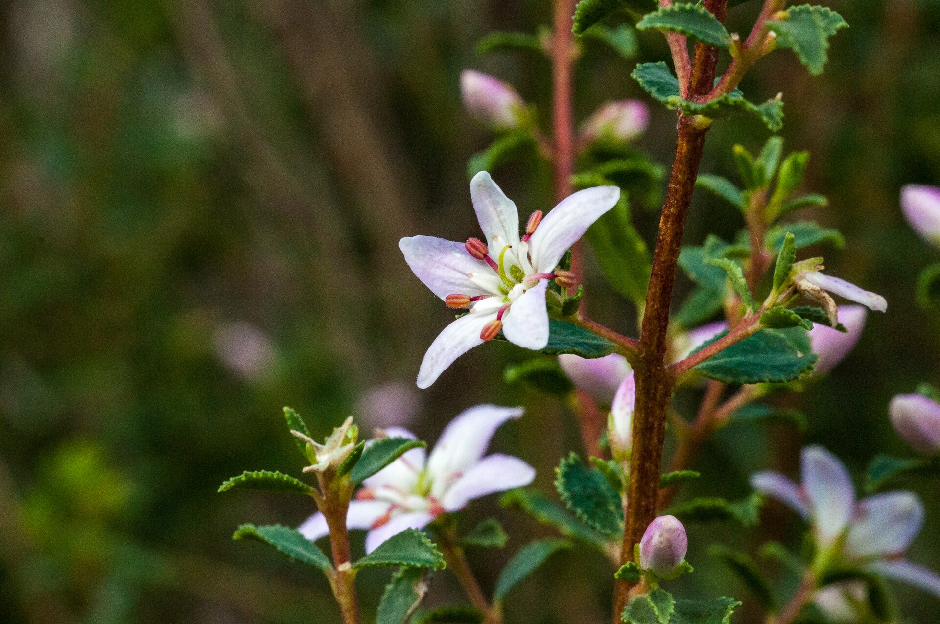 *Agathosma betulina*: buchu (round-leaf).