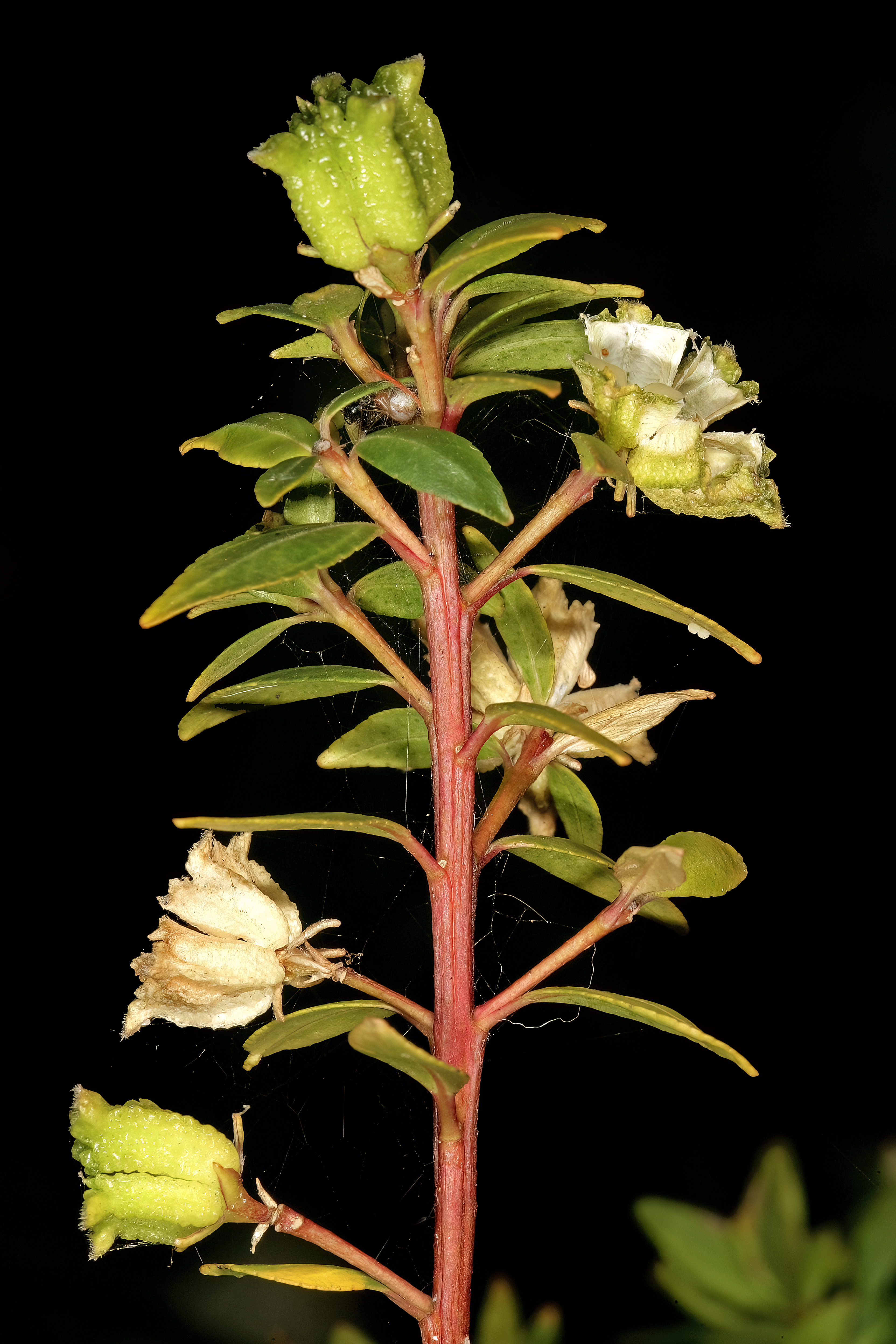 *Agathosma crenulata*: oval-leaf buchu / long-leaf buchu.
