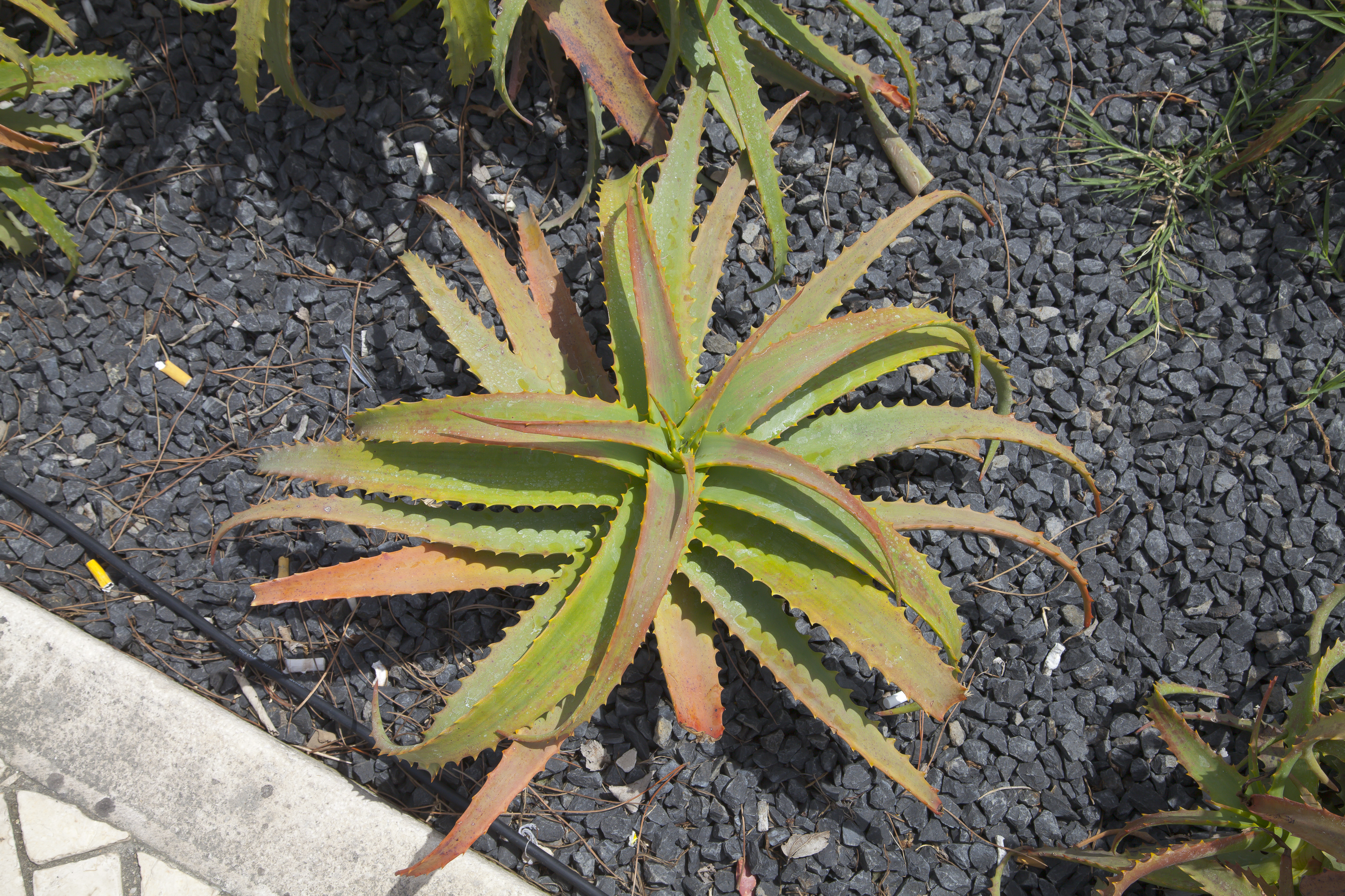 *Aloe arborescens*: krantz aloe / tree aloe.