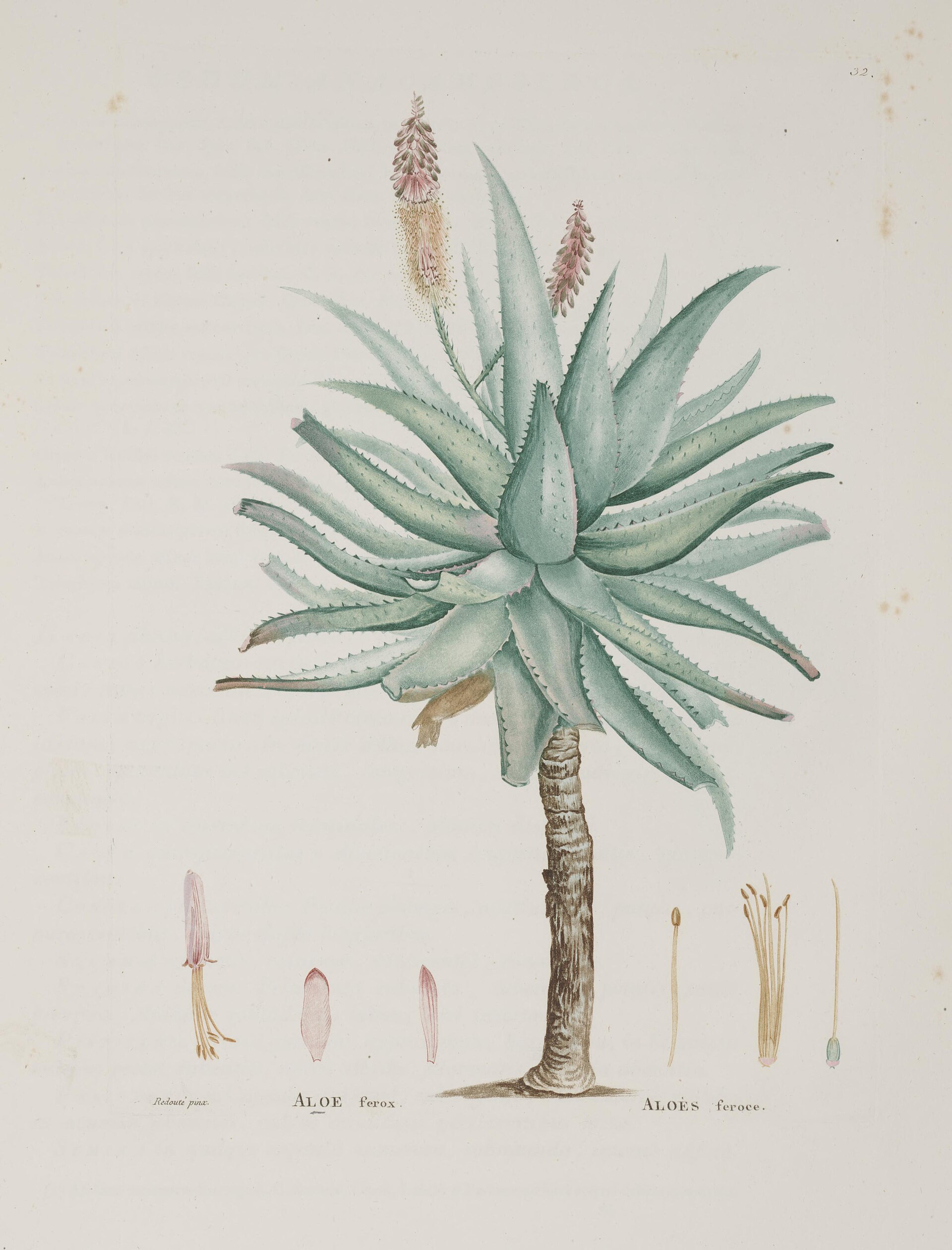 *Aloe ferox*: Cape aloe / bitter aloe.