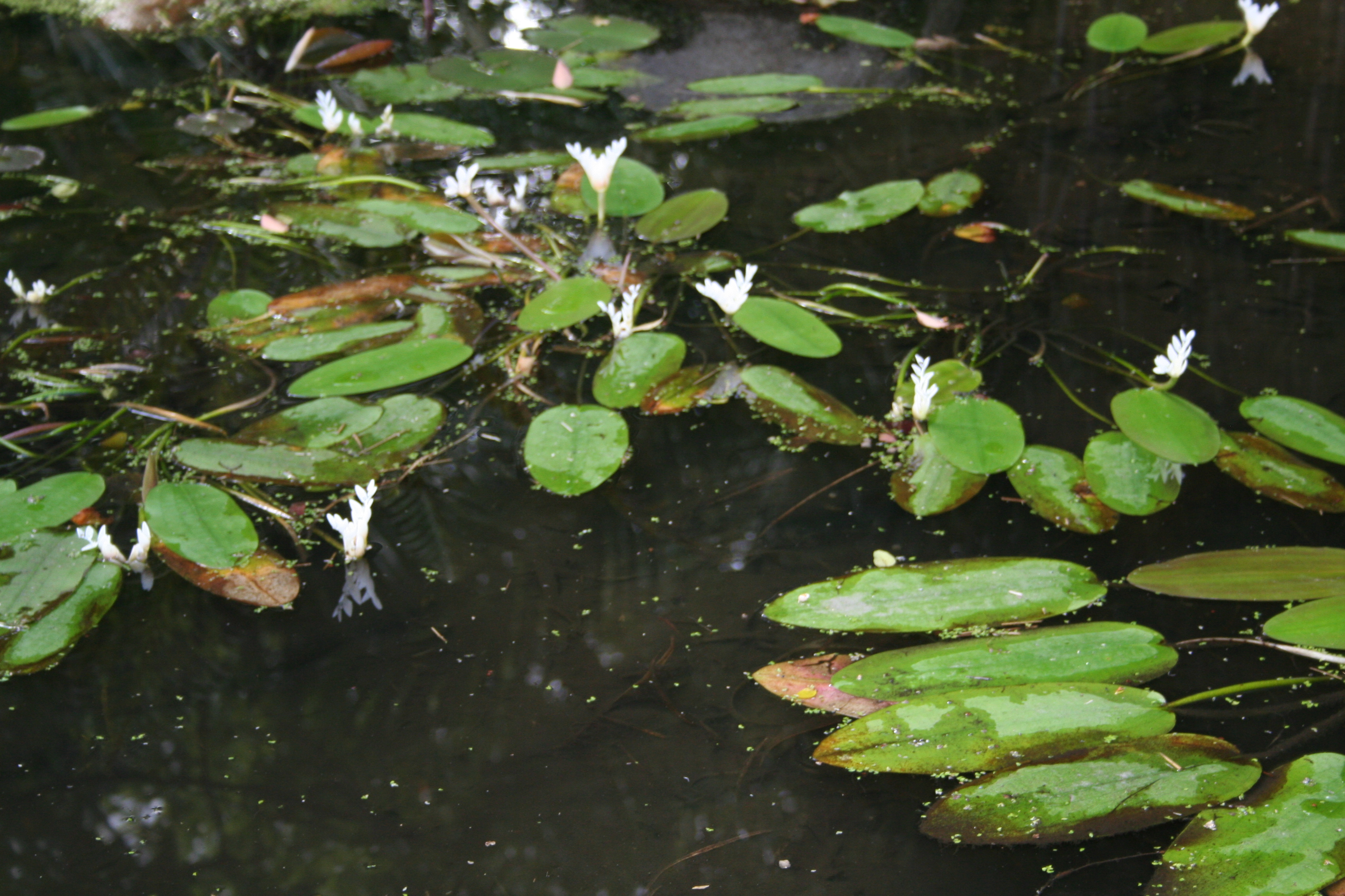 *Aponogeton distachyos*: waterblommetjie.