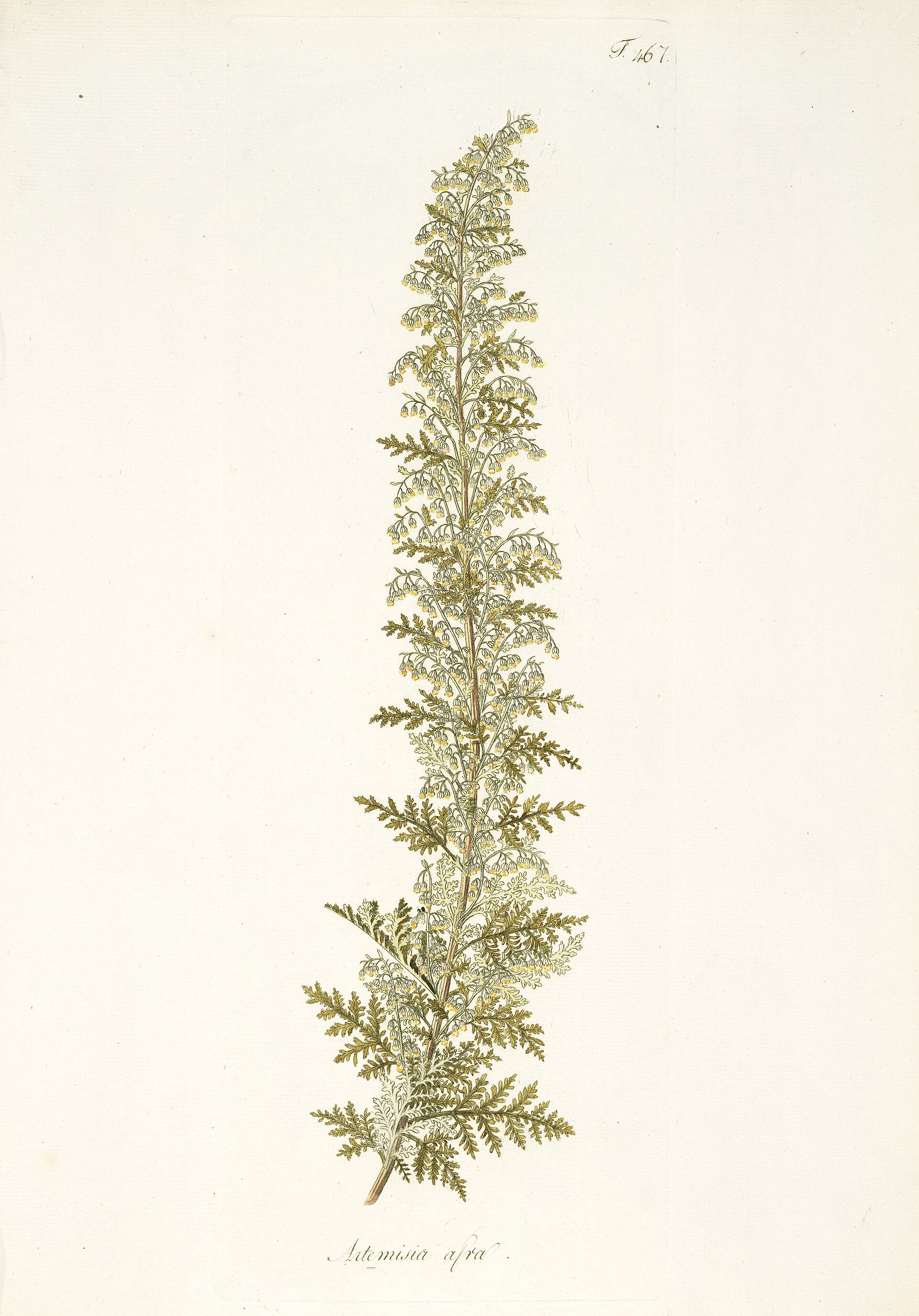 *Artemisia afra*: African wormwood / wilde-als.