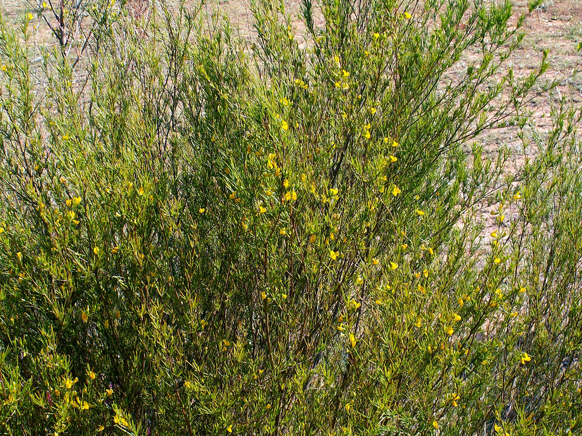 *Aspalathus linearis*: rooibos.