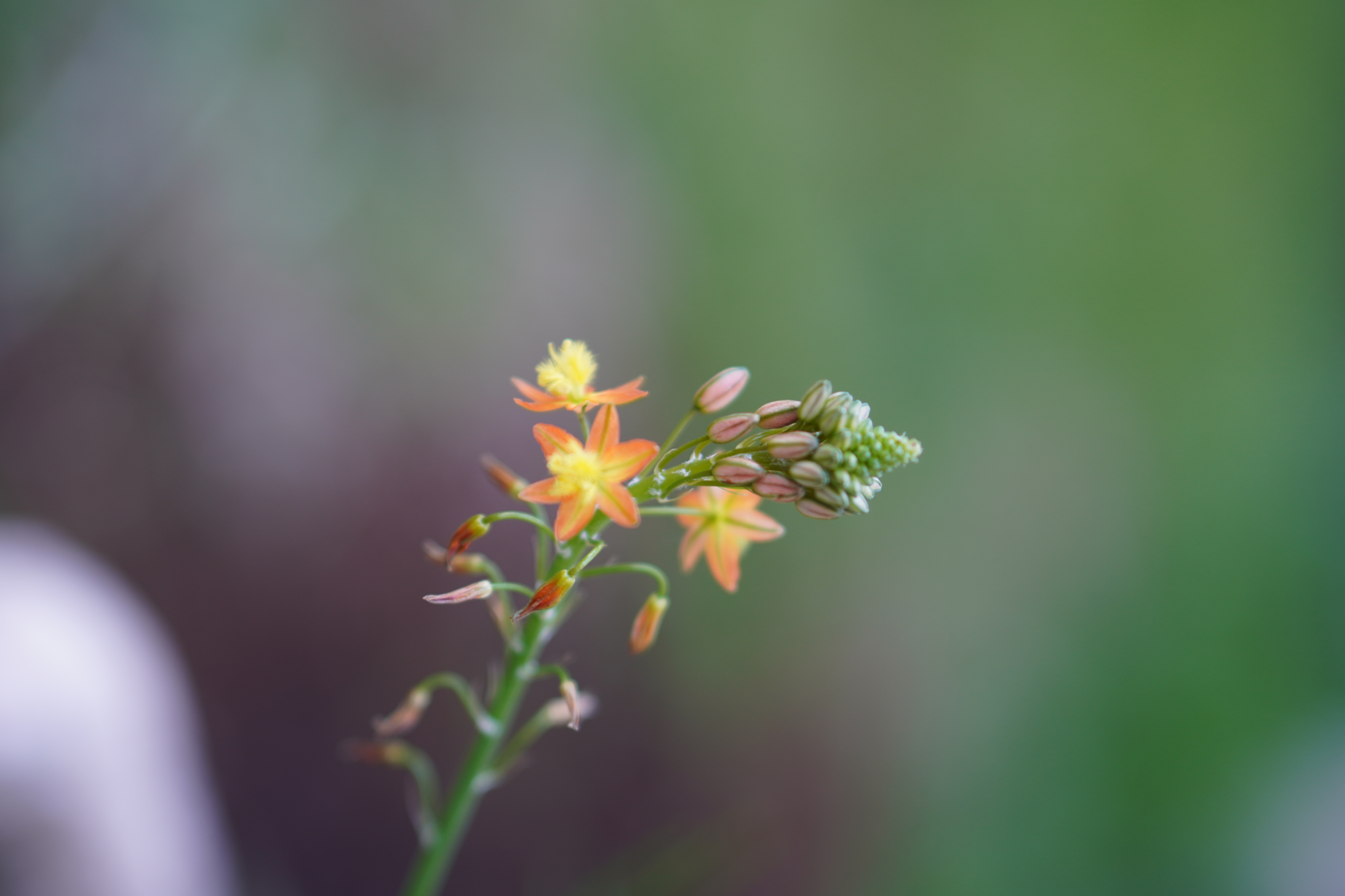 *Bulbine frutescens*: burn jelly plant / geelkatstert.