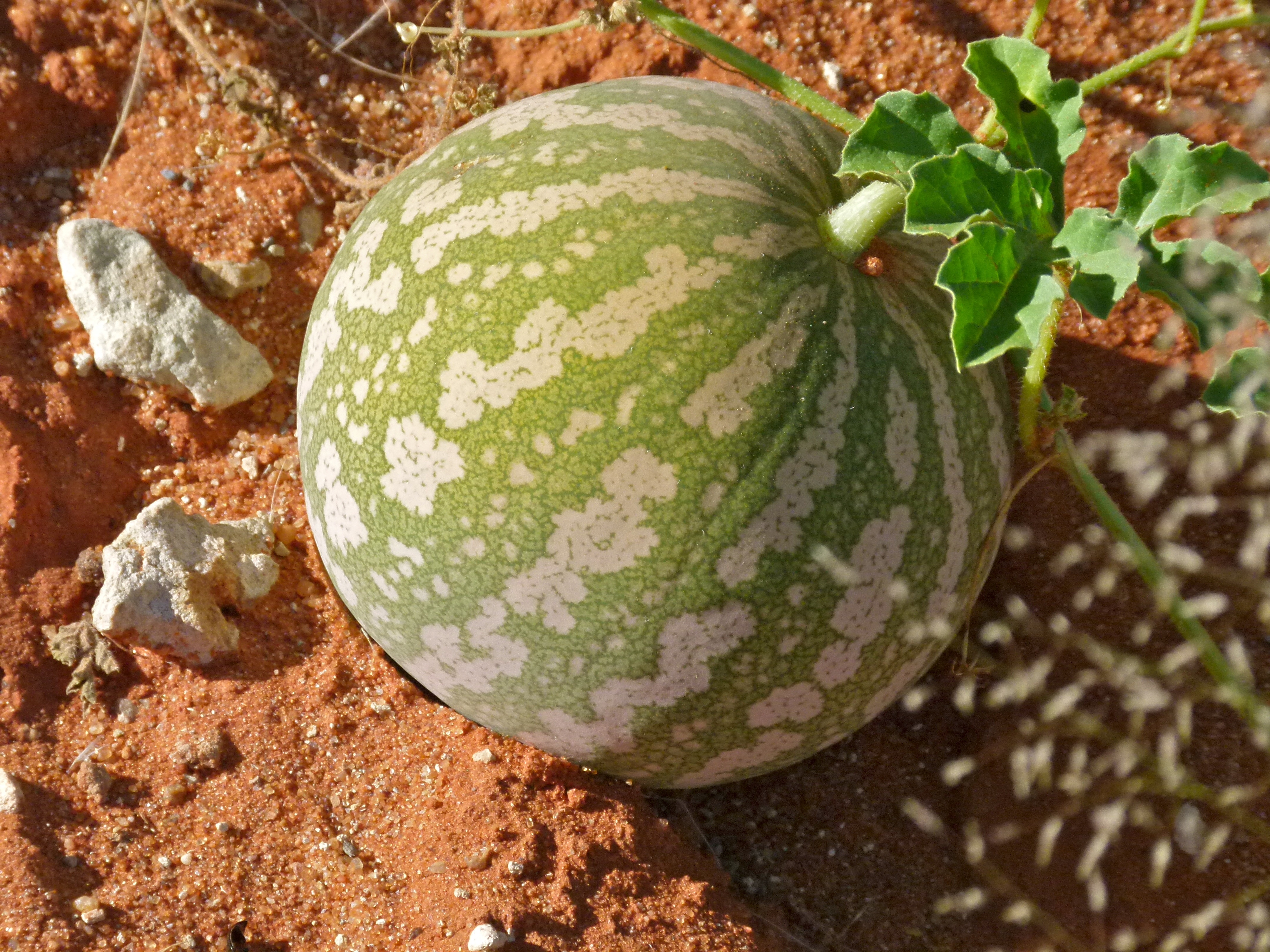 *Citrullus lanatus*: tsamma / wild melon.