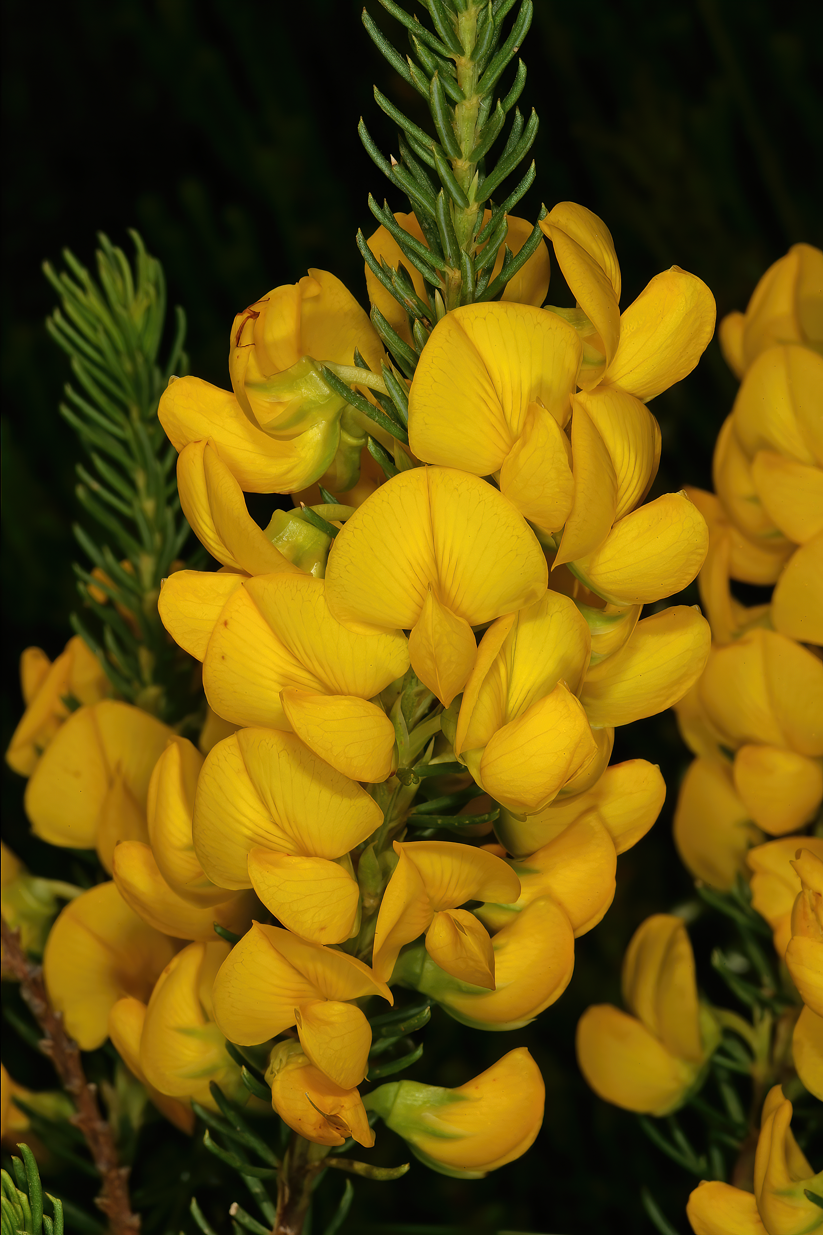 *Cyclopia intermedia*: honeybush.