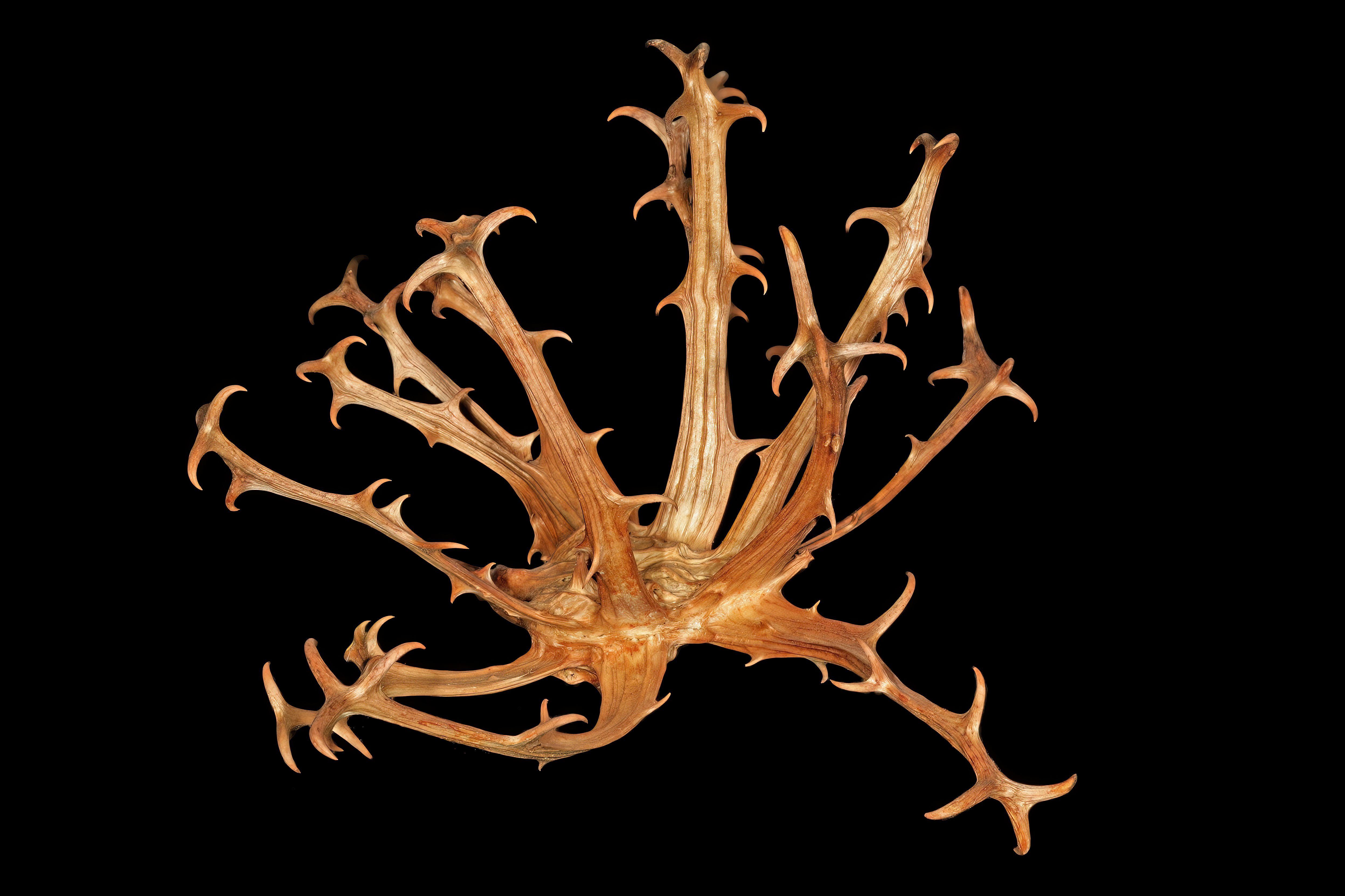 *Harpagophytum procumbens*: devil's claw.