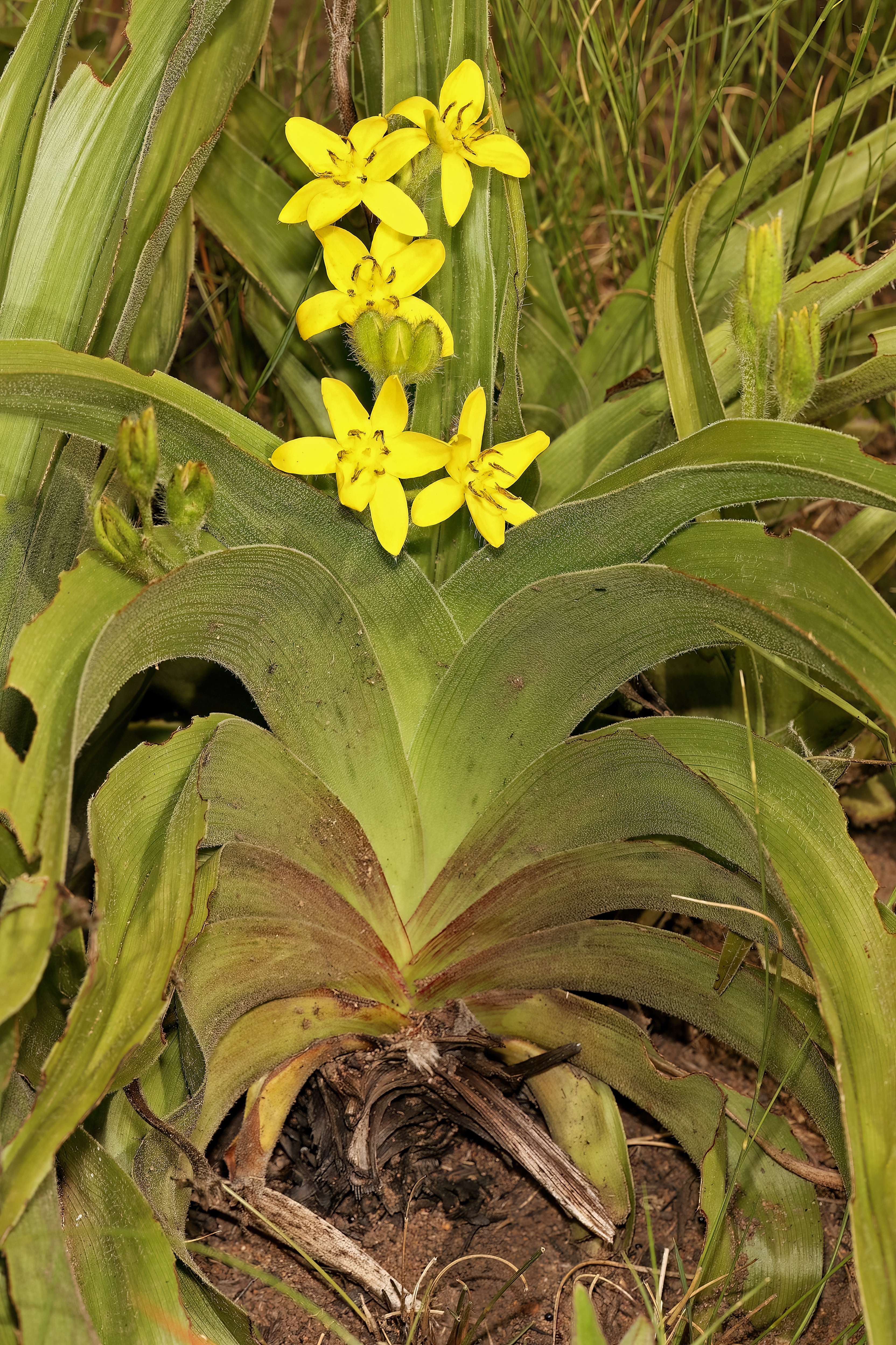 *Hypoxis hemerocallidea*: African potato.