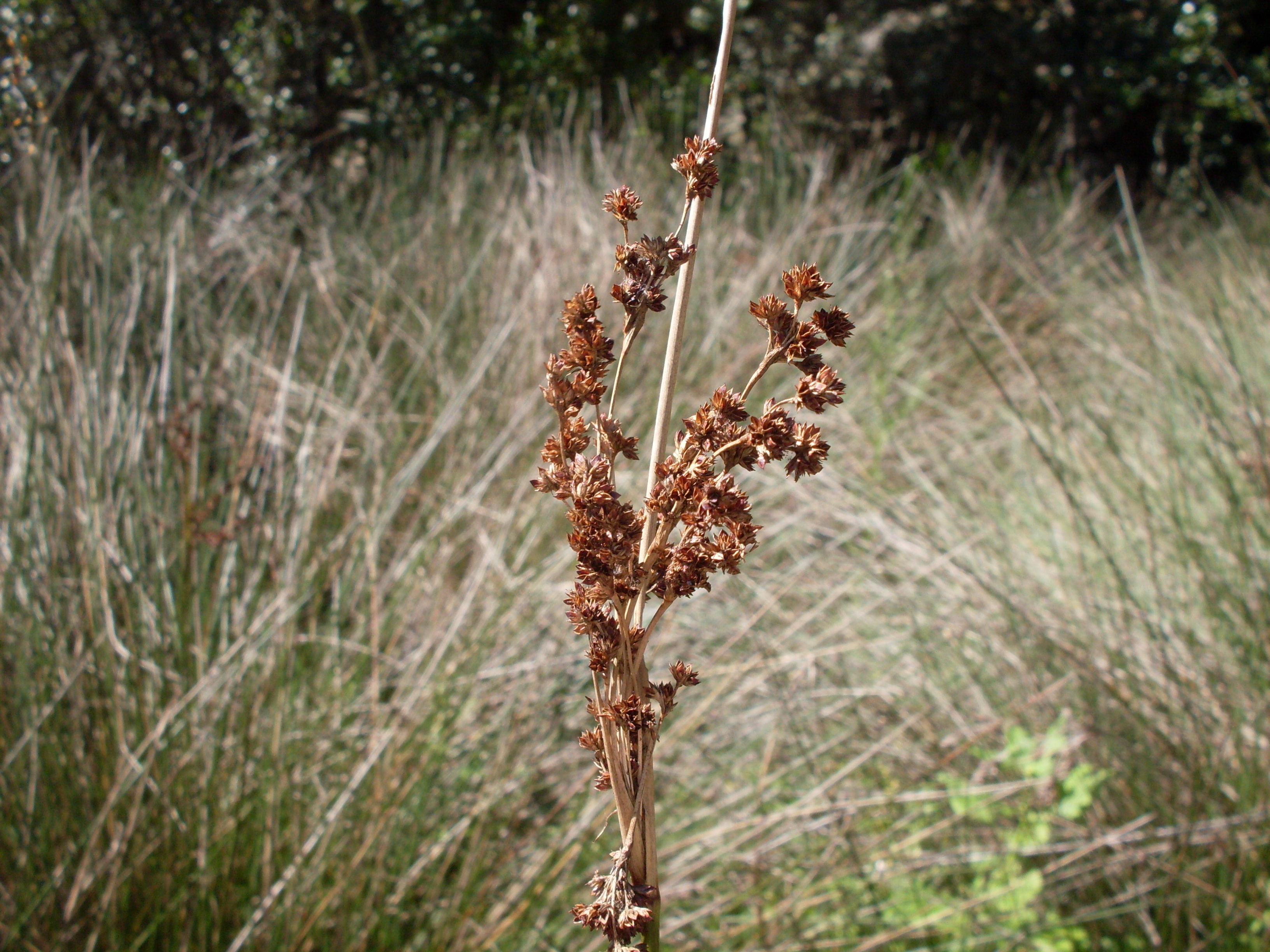 *Juncus kraussii*: sea rush / iNcema.
