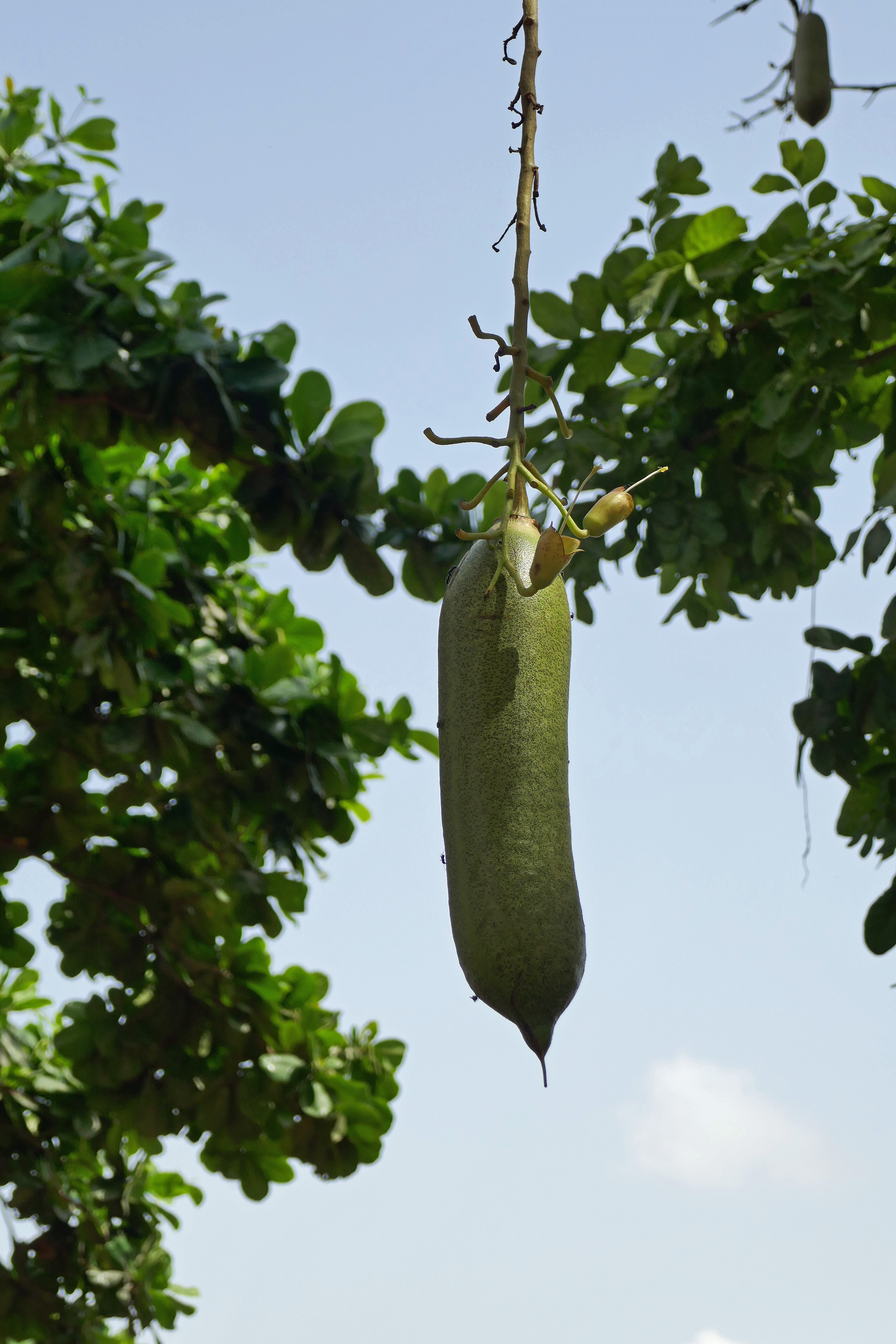 *Kigelia africana*: sausage tree.