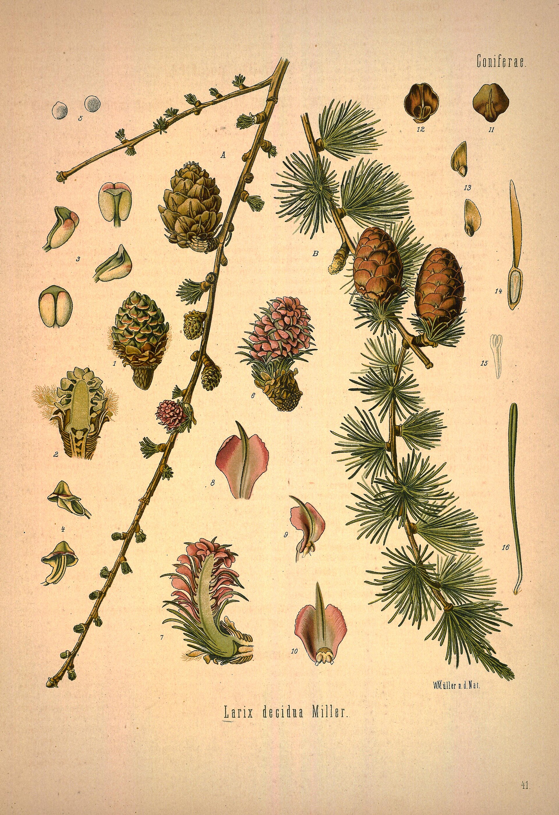 *Larix decidua*: European larch.