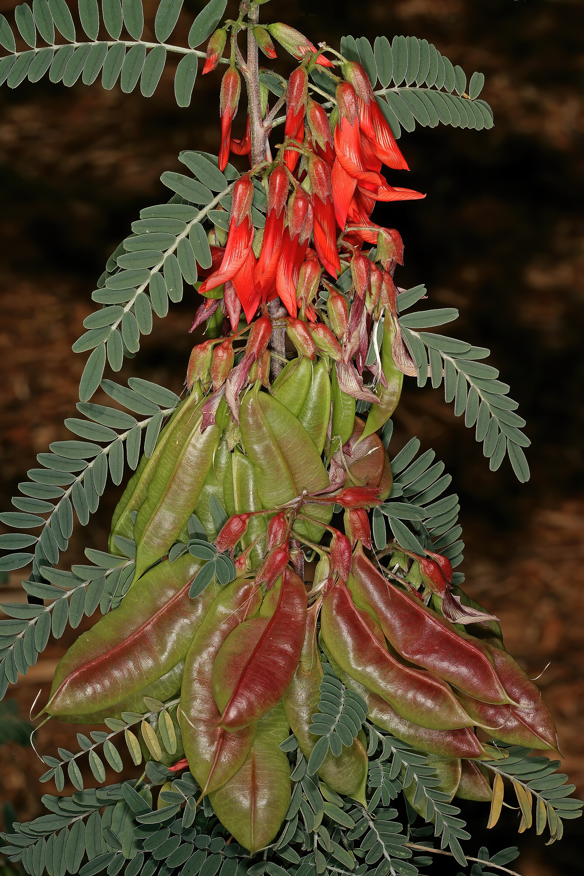 *Lessertia frutescens*: cancer bush / sutherlandia.