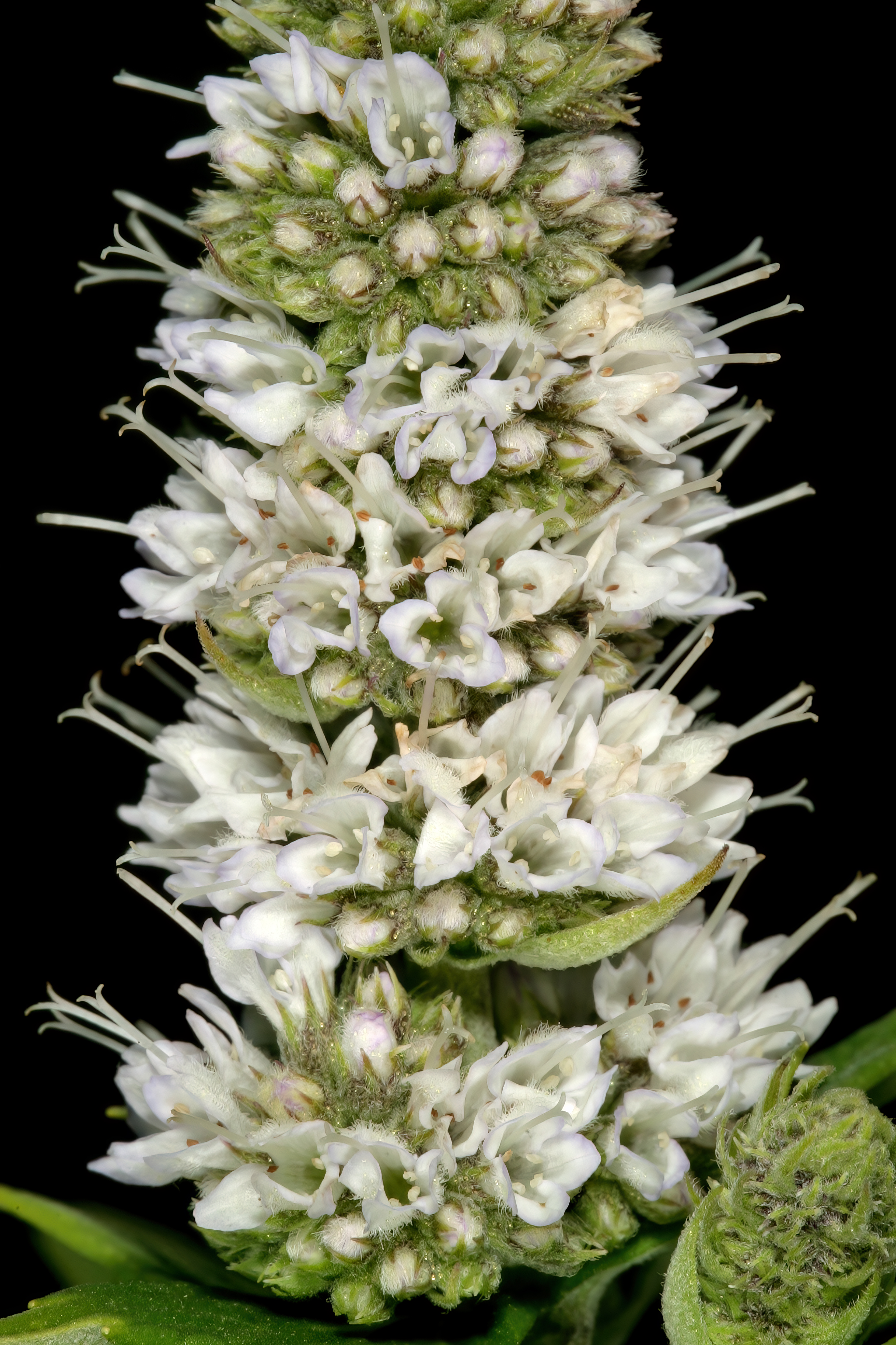 *Mentha longifolia*: horsemint / wild mint (Cape form).