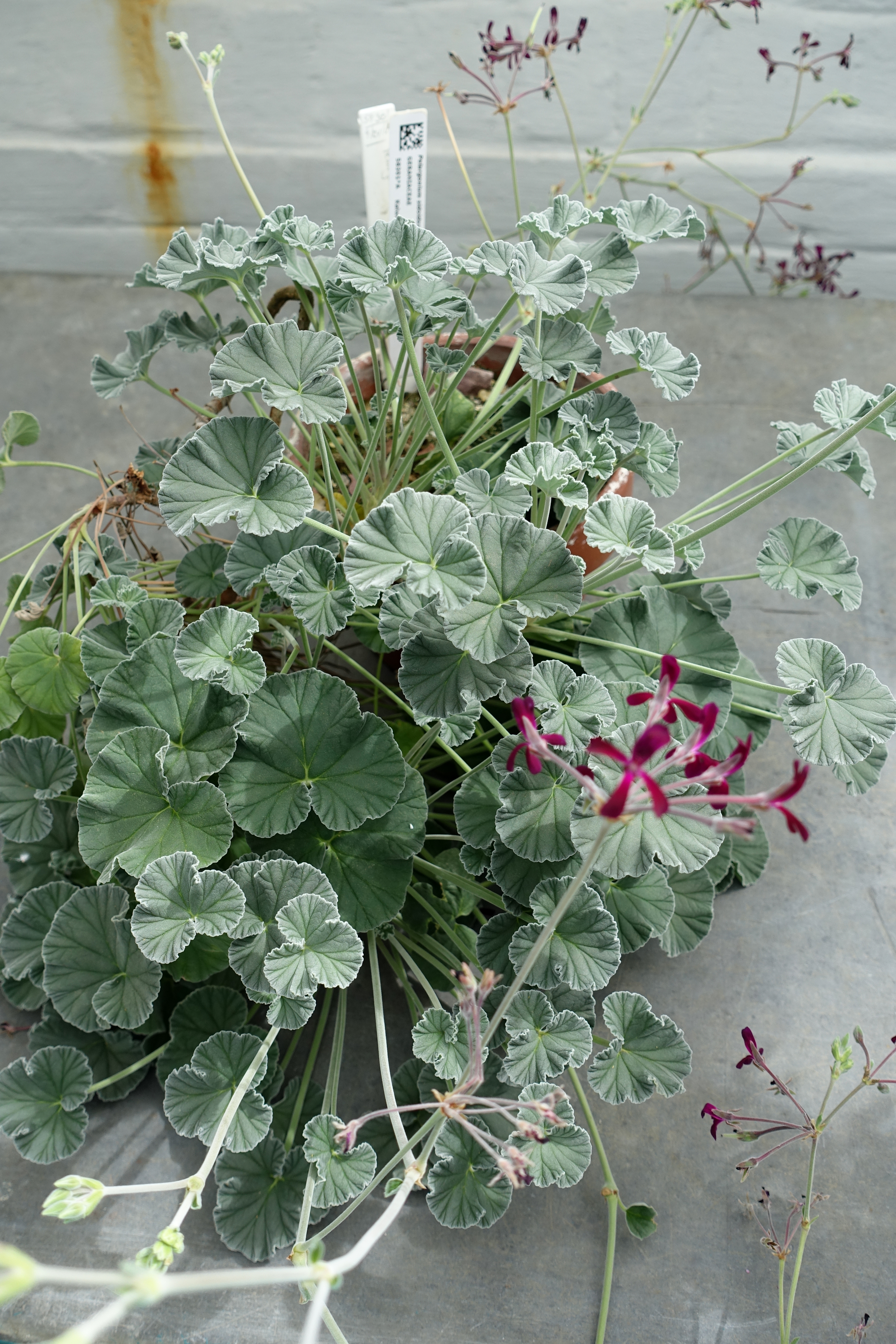 *Pelargonium sidoides*: African geranium.