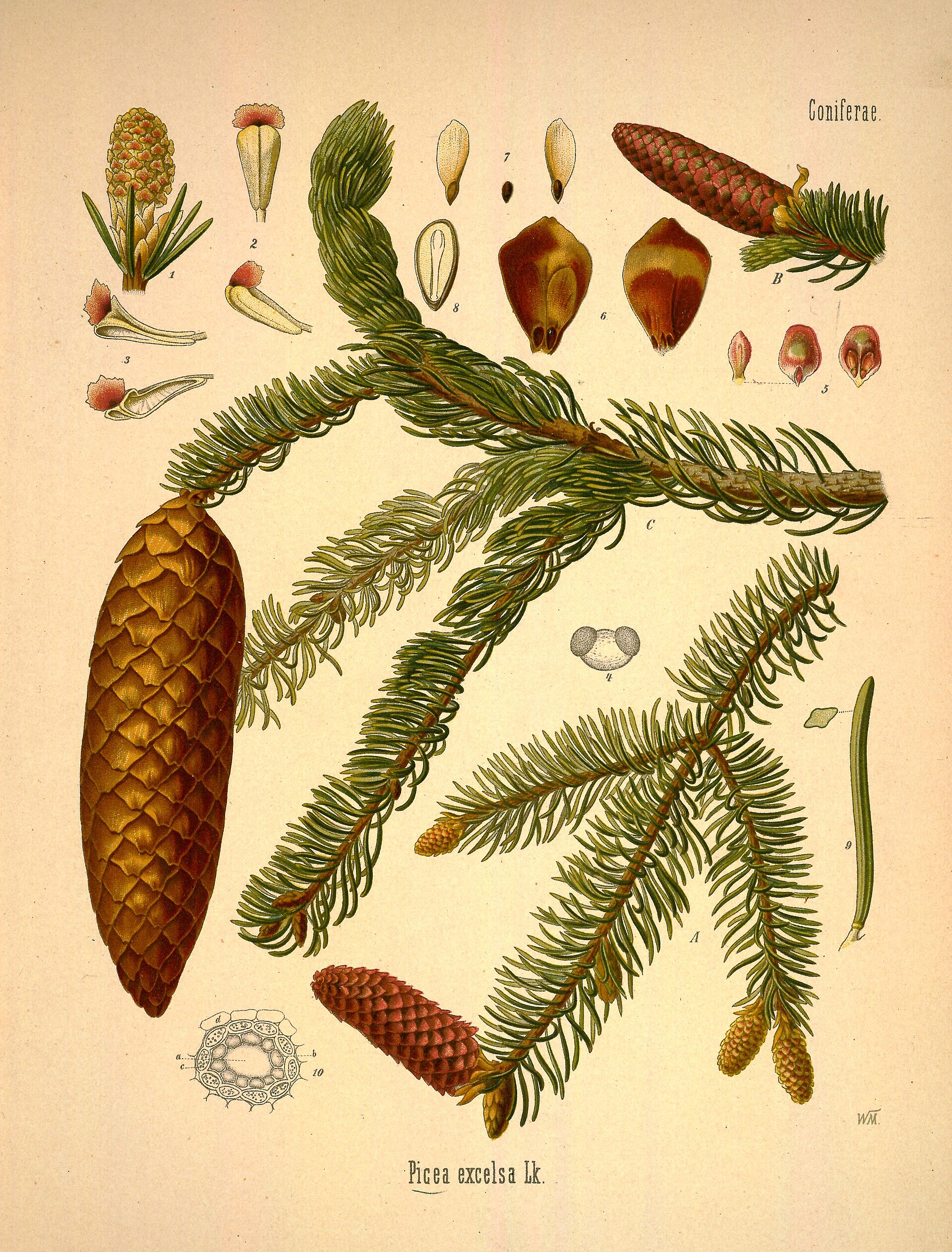 *Picea abies*: Norway spruce.