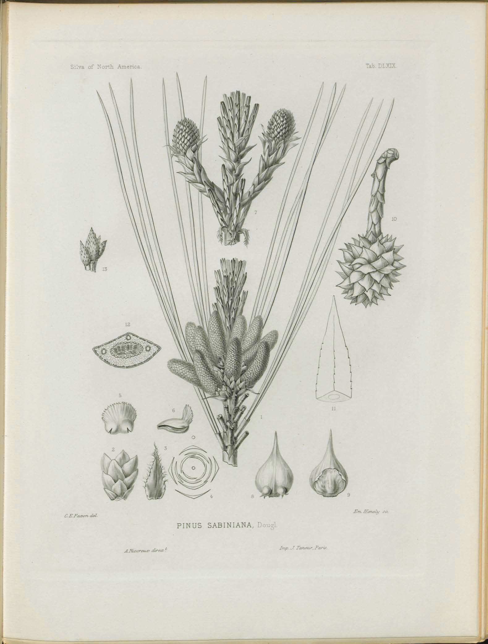 *Pinus sabiniana*: gray pine.