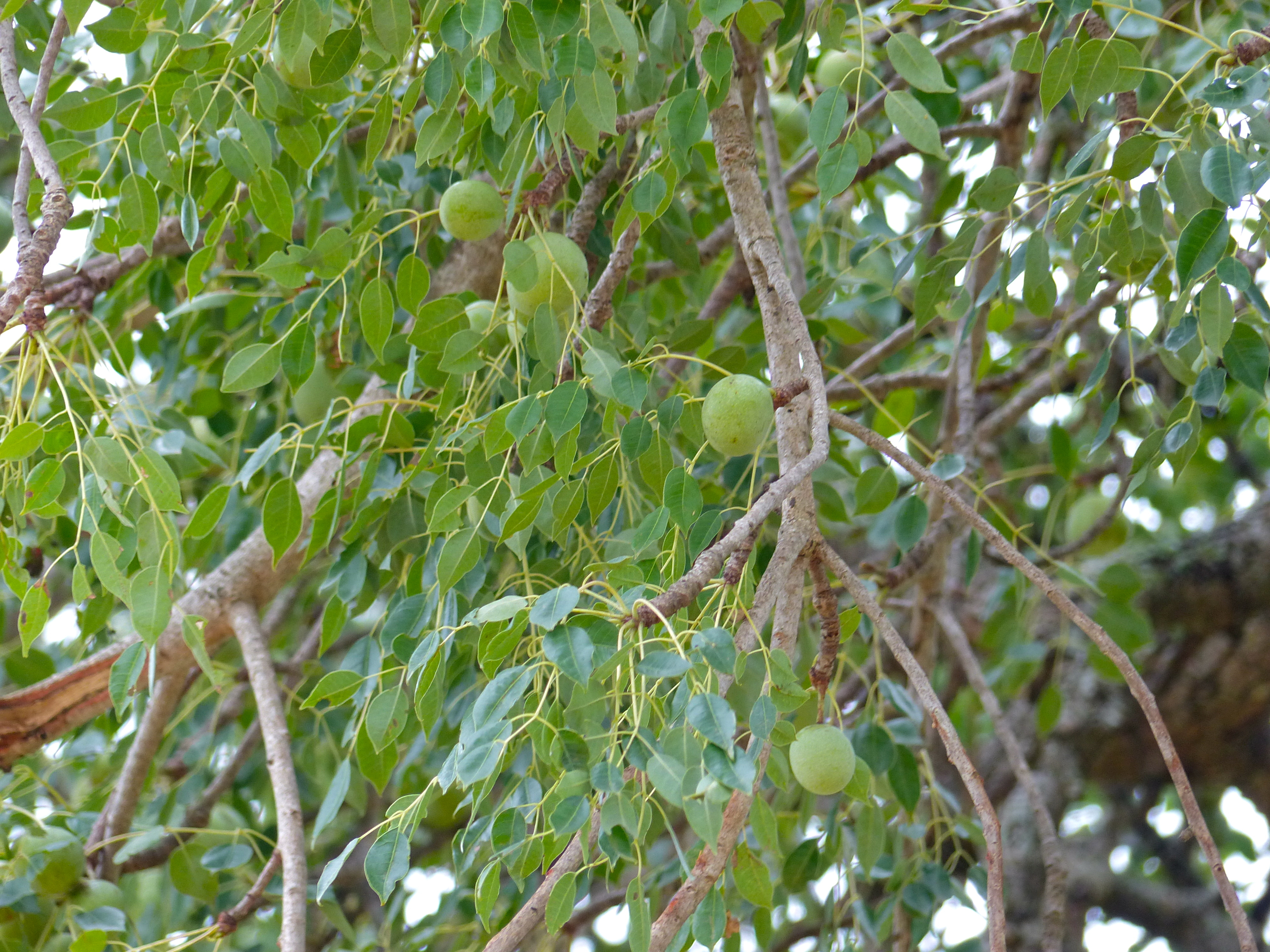 *Sclerocarya birrea*: marula.