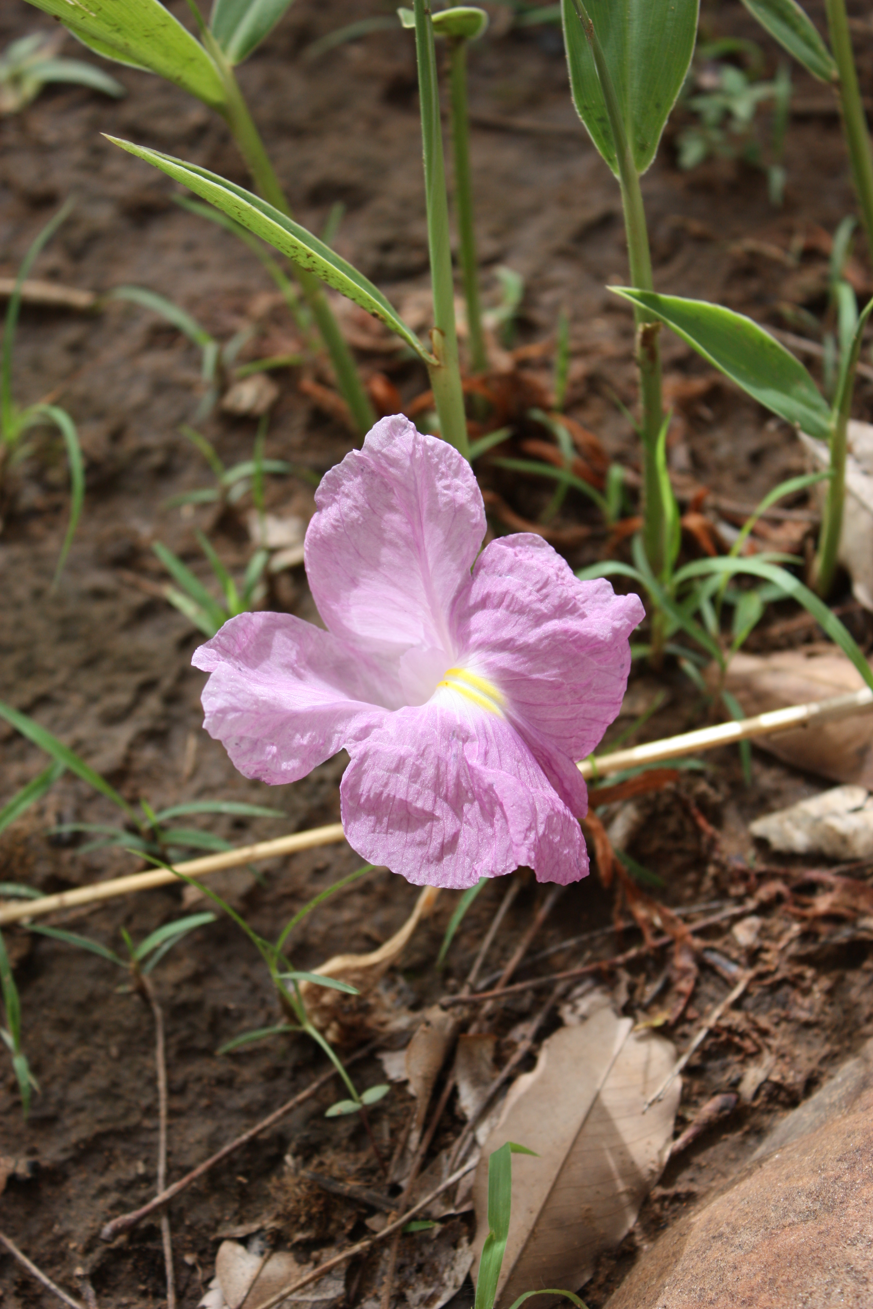 *Siphonochilus aethiopicus*: African ginger.
