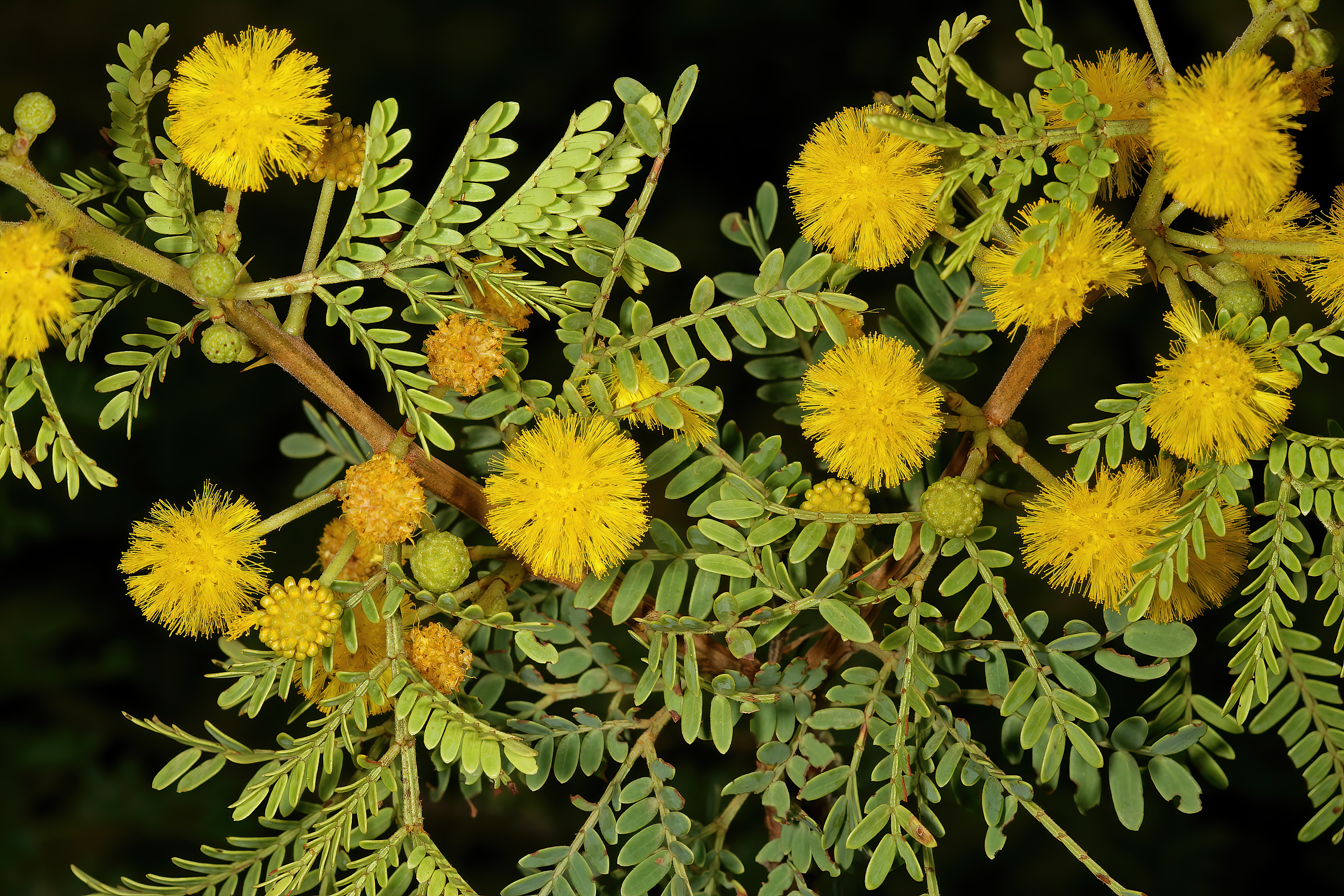 *Vachellia karroo*: sweet thorn / soetdoring.