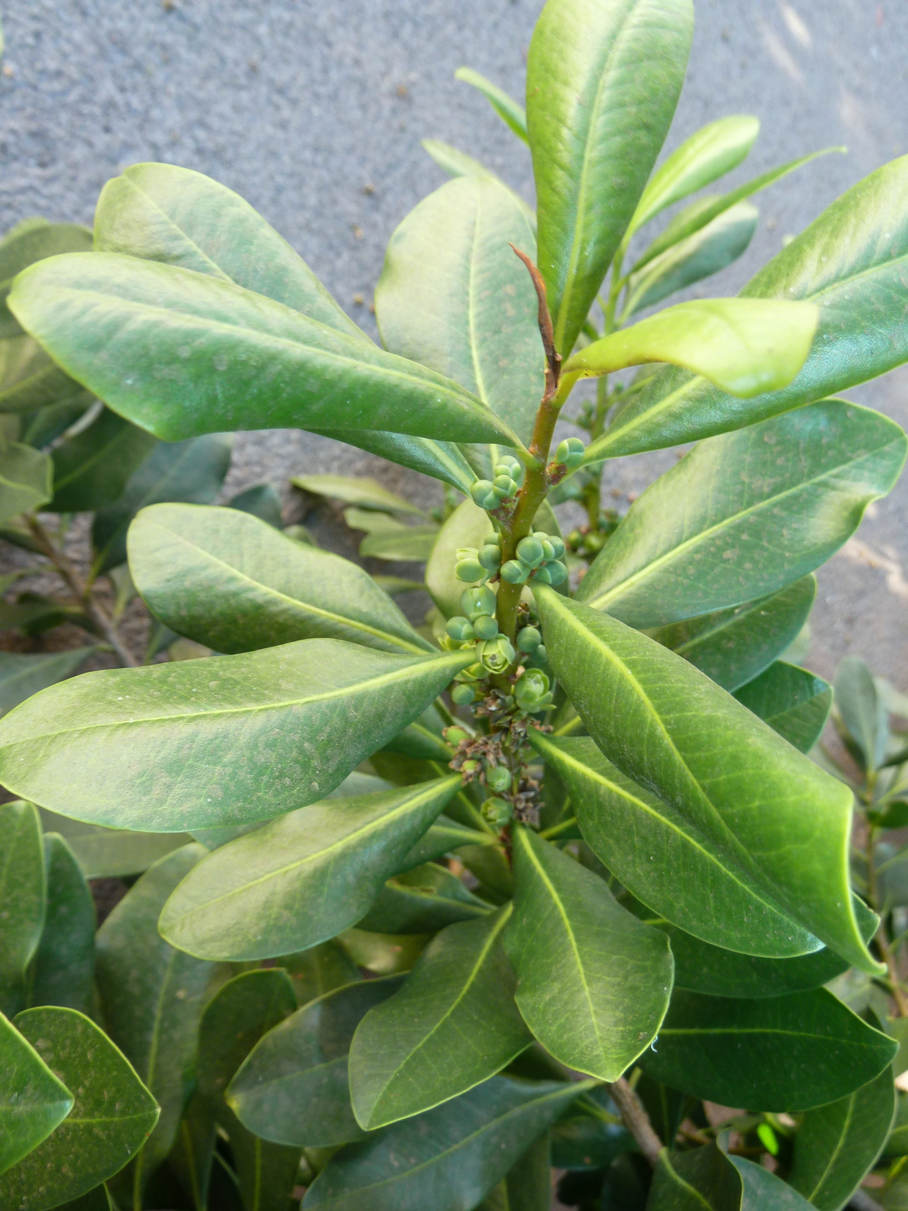 *Warburgia salutaris*: pepper-bark tree.