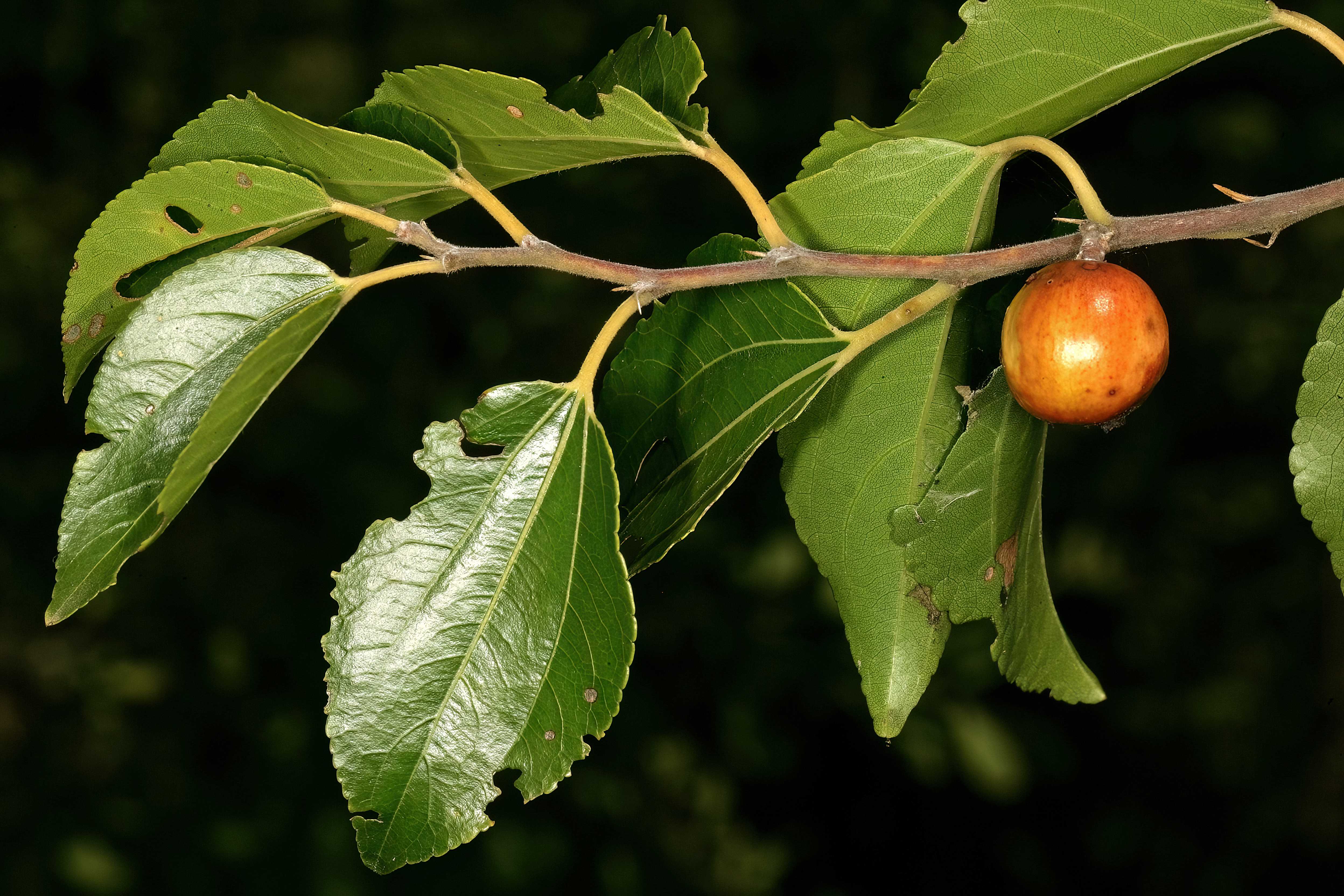 *Ziziphus mucronata*: buffalo thorn / blinkblaar-wag-'n-bietjie.
