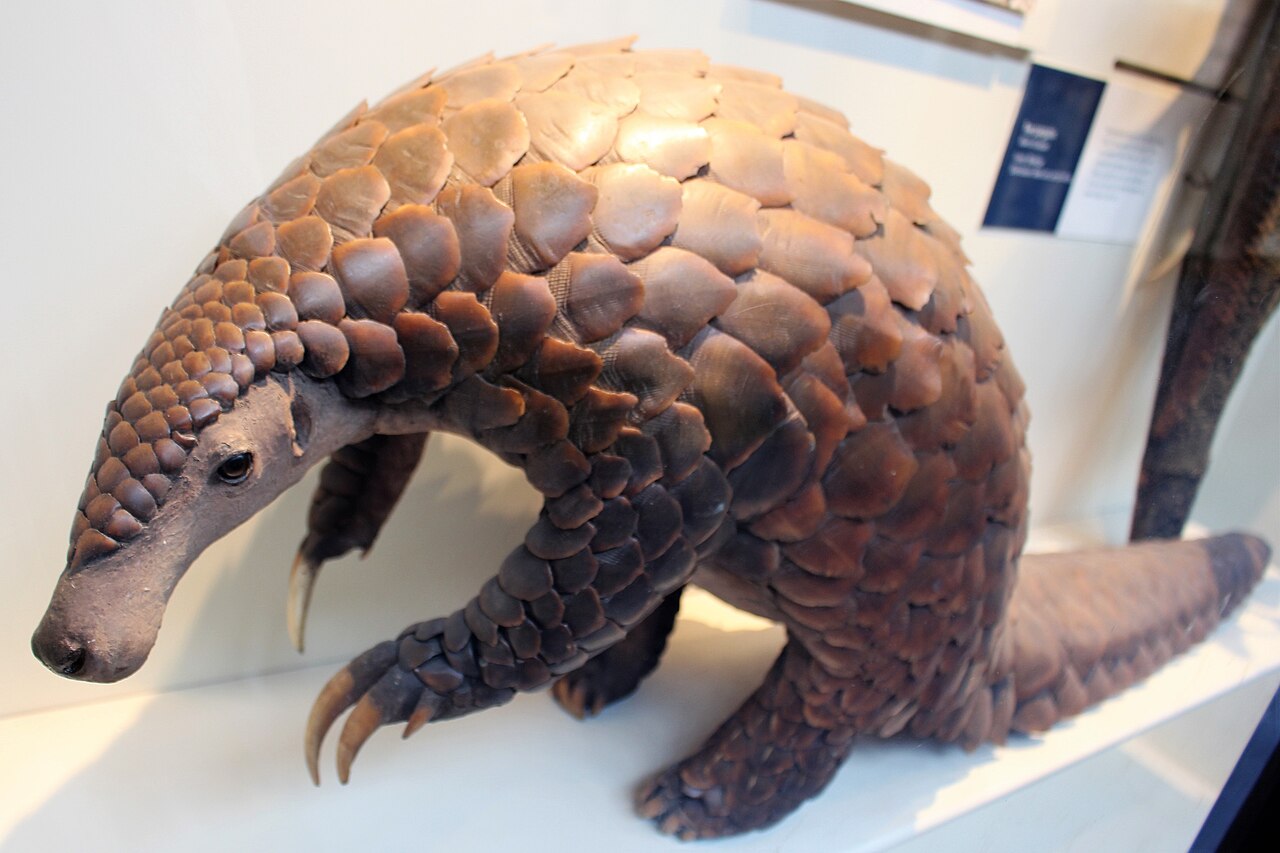 A giant pangolin, *Smutsia gigantea* — a museum specimen; the living animal is almost never seen.