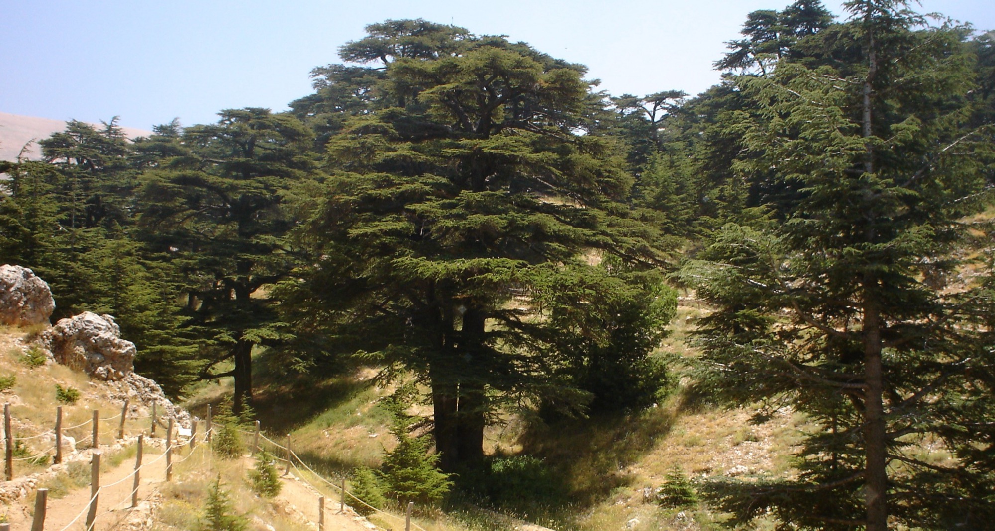 Cedar forest at Bsharri, Lebanon