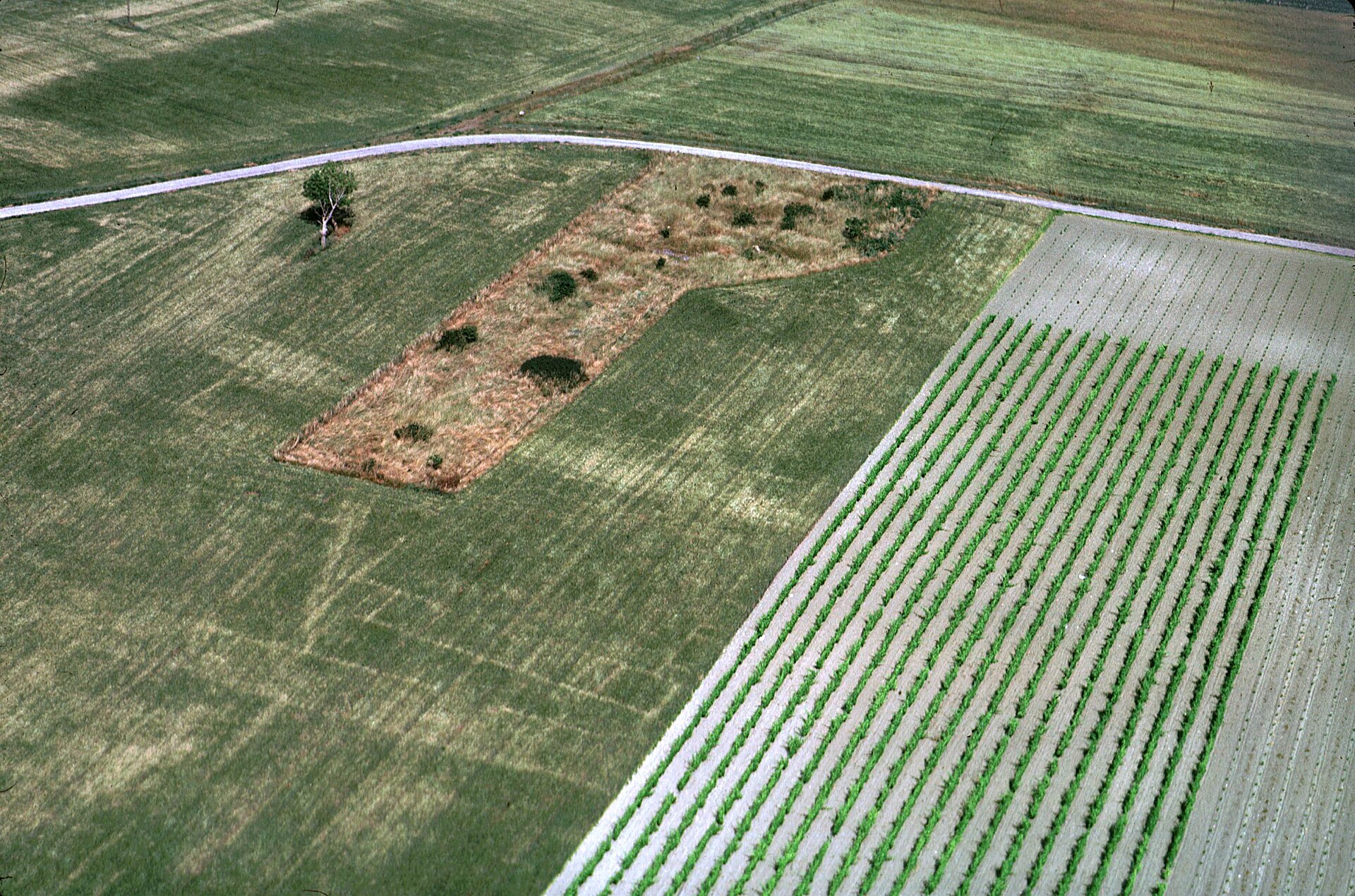 Crop-marks — the land writing its buried history in the wheat when the drought comes.
