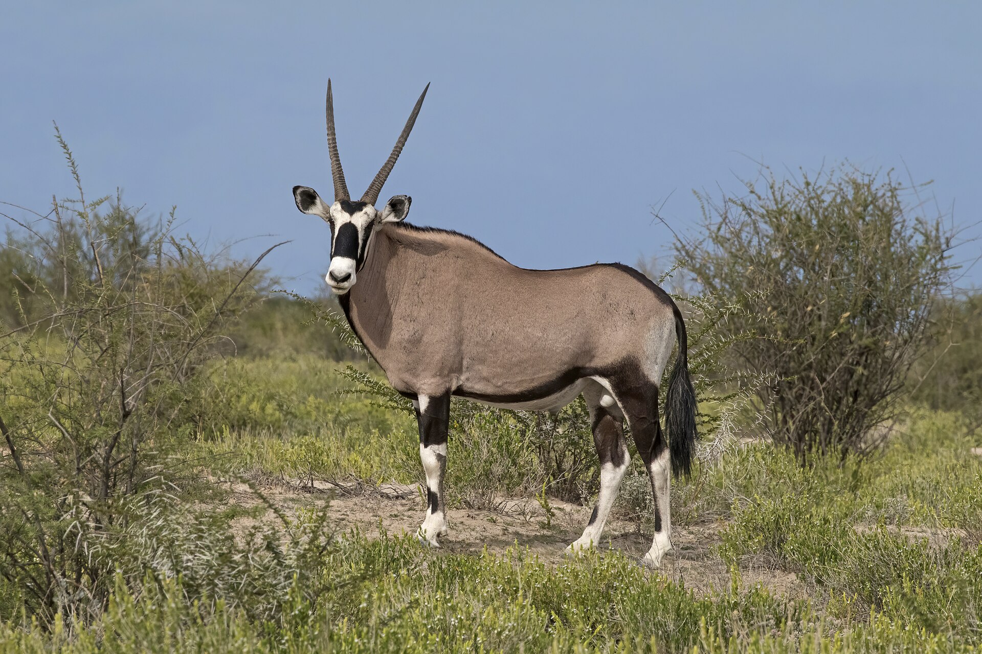 The gemsbok — the desert game the two men hunted to stay alive, and kept observing as they starved.