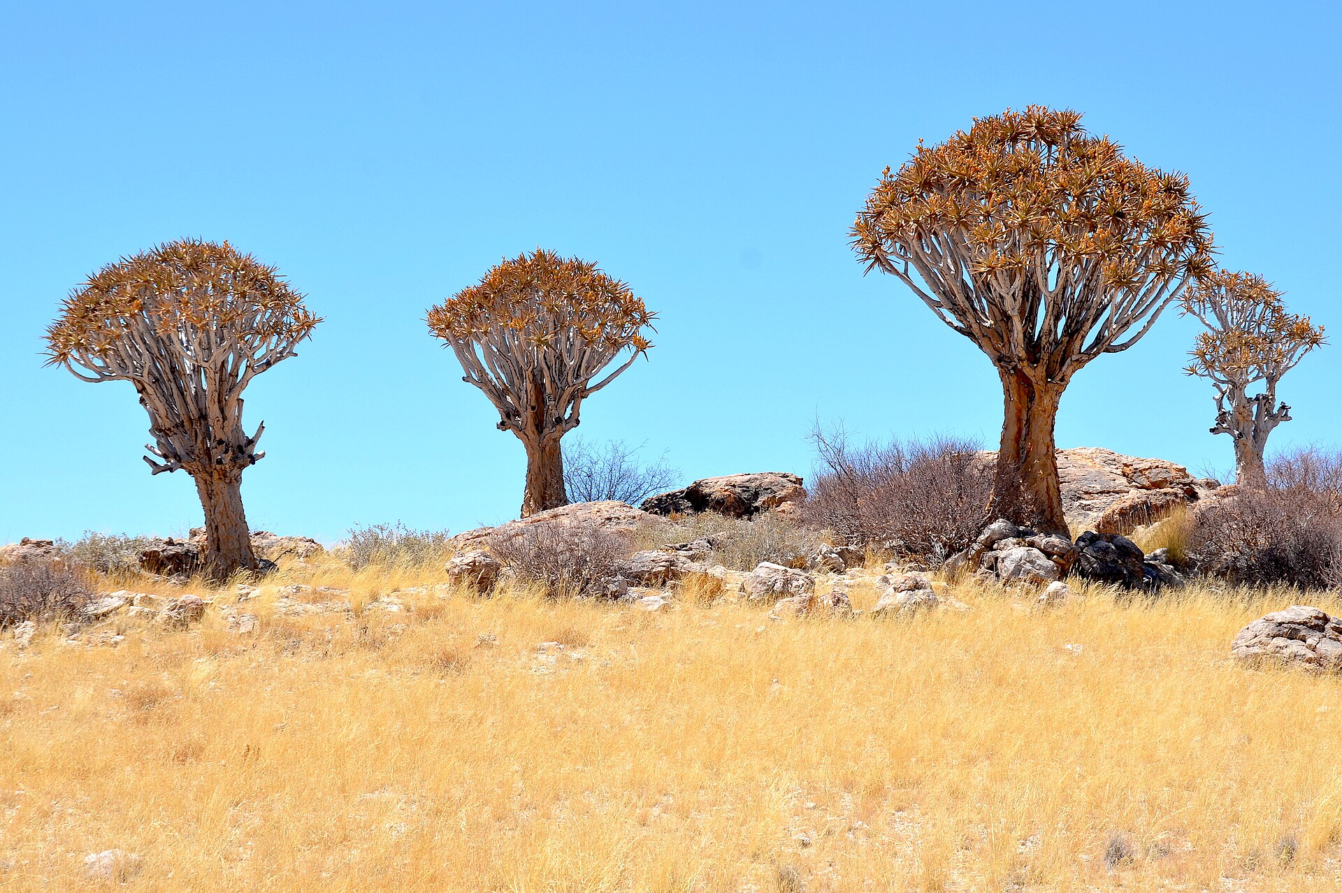 The quiver tree (kokerboom) — the arid country's own architecture.