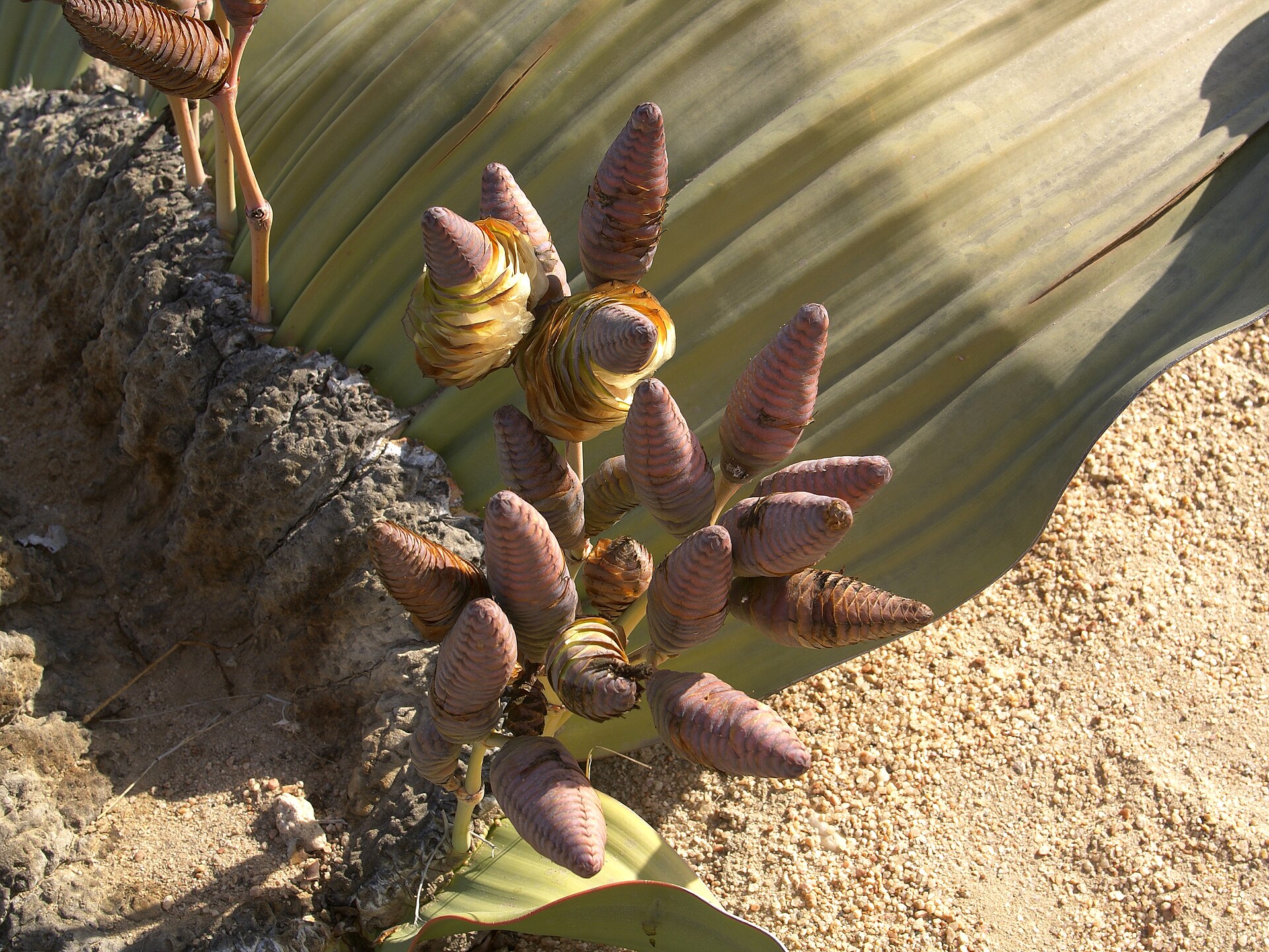 Welwitschia mirabilis — a living fossil that drinks the fog and outlives empires.