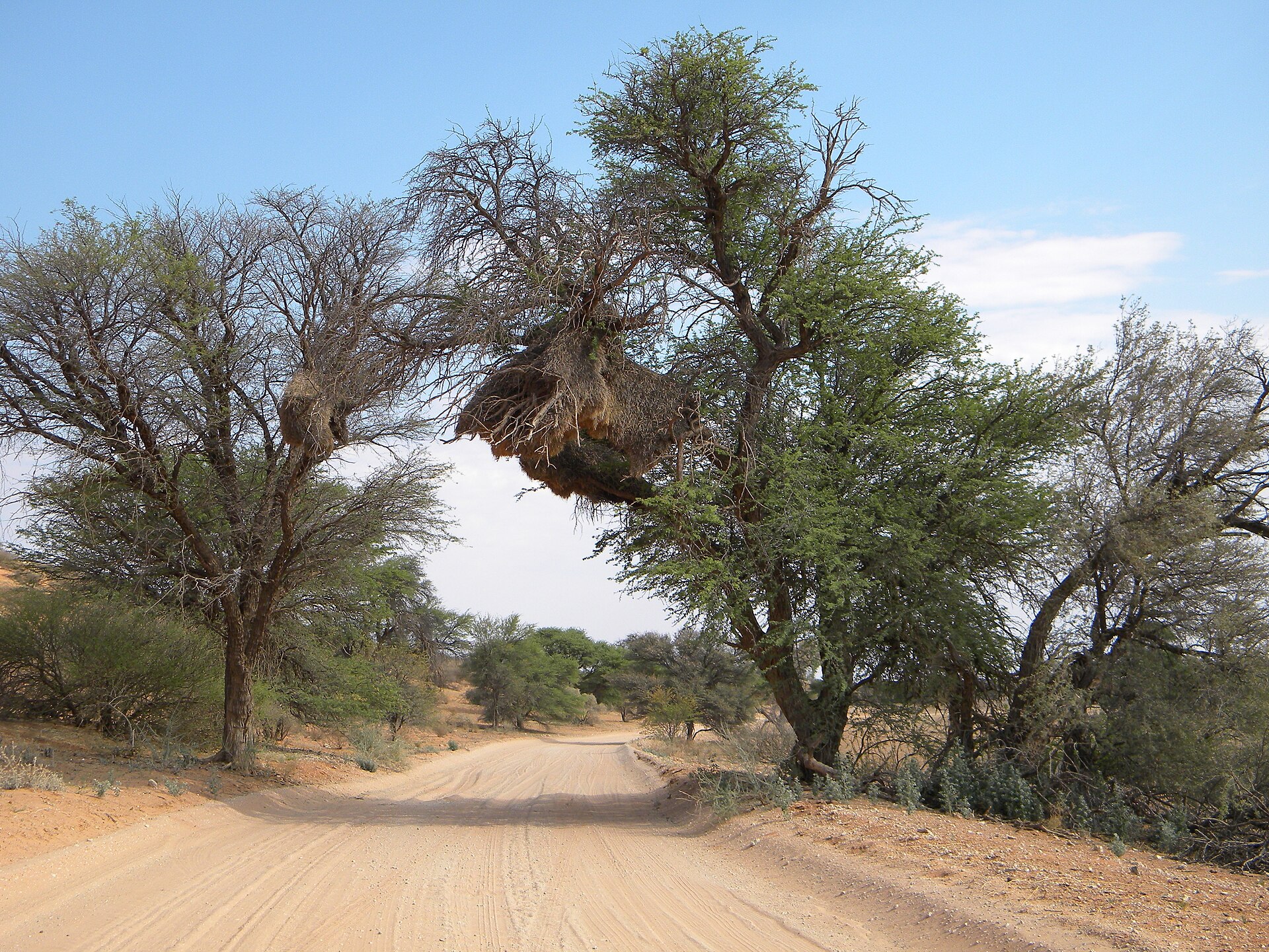 Kgalagadi dunes.